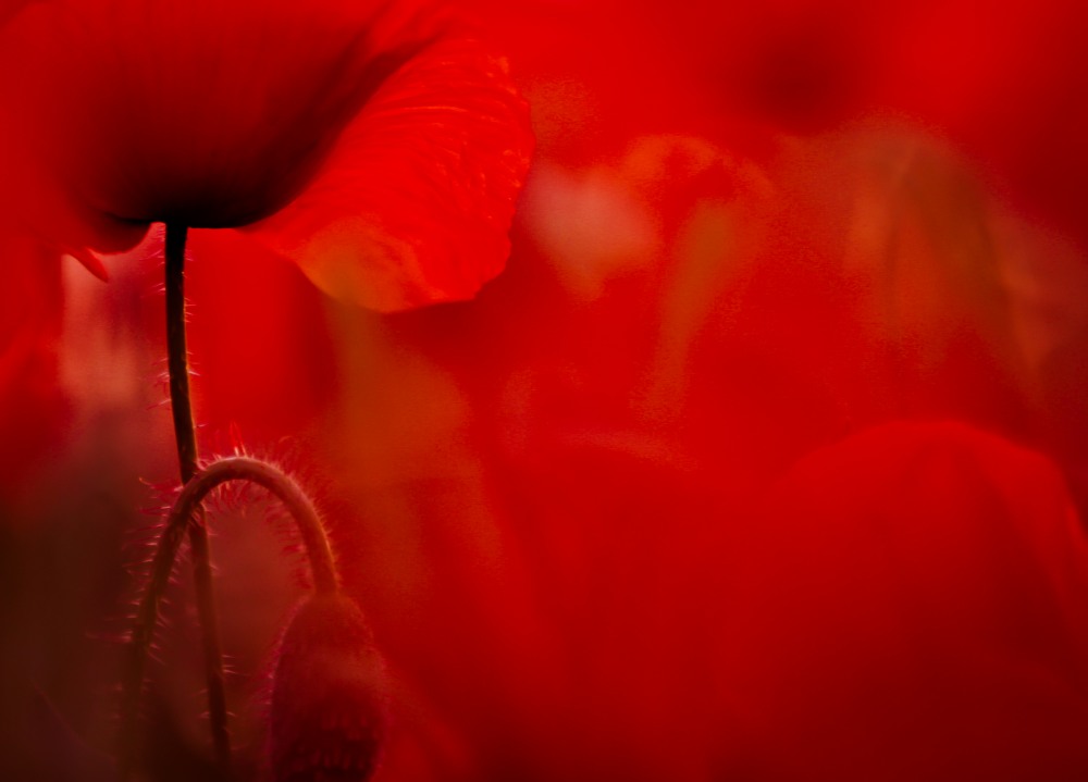 3. Platz Sieglinde Senser